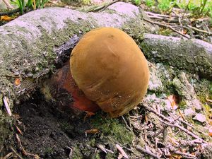 Klikni pro velký obrázek