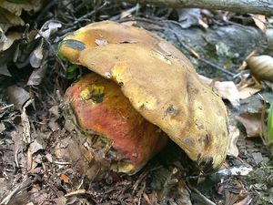 Klikni pro velký obrázek