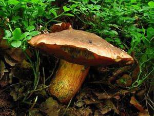 Klikni pro velký obrázek