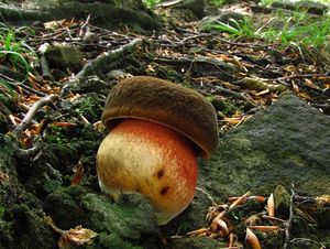 Klikni pro velký obrázek