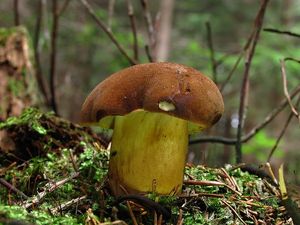 Klikni pro velký obrázek