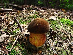 Klikni pro velký obrázek