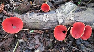 Klikni pro velký obrázek