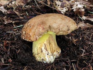 Hřib horský - Butyriboletus subappendiculatus (Dermek, Lazebn. & J. Veselský) D. Arora & J.L. Frank 2014