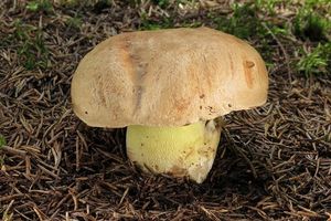 Hřib horský - Butyriboletus subappendiculatus (Dermek, Lazebn. & J. Veselský) D. Arora & J.L. Frank 2014