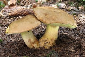 Hřib horský - Butyriboletus subappendiculatus (Dermek, Lazebn. & J. Veselský) D. Arora & J.L. Frank 2014