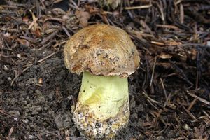 Hřib horský - Boletus subappendiculatus Dermek, Lazebníček