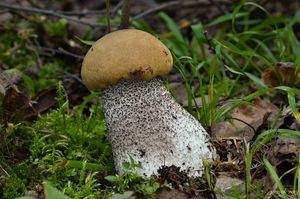 Klikni pro velký obrázek