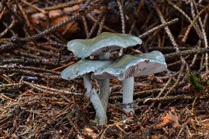 Klikni pro velký obrázek