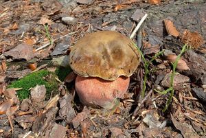 Klikni pro velký obrázek