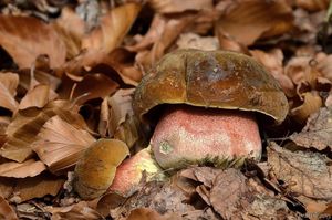 Klikni pro velký obrázek