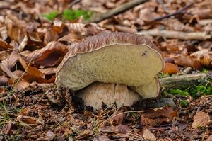 Klikni pro velký obrázek