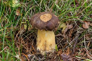 Klikni pro velký obrázek