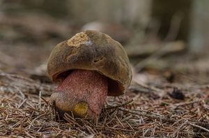 Klikni pro velký obrázek