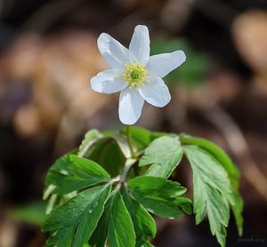 Sasanka hajní (Anemone nemorosa)