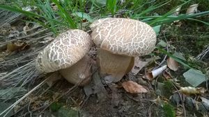 Klikni pro velký obrázek