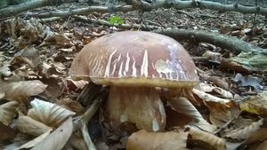 Klikni pro velký obrázek