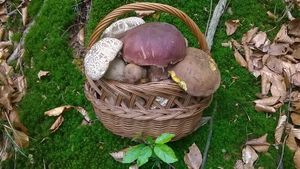 Klikni pro velký obrázek