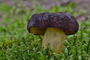 Klikni pro velký obrázek