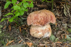 Klikni pro velký obrázek