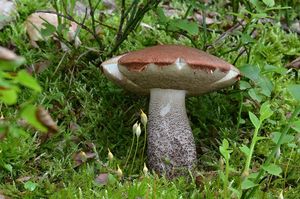 Klikni pro velký obrázek