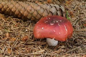 Klikni pro velký obrázek