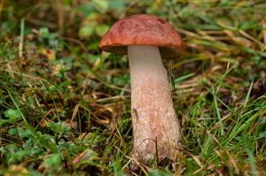 Klikni pro velký obrázek