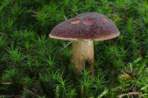 Klikni pro velký obrázek