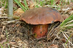 Klikni pro velký obrázek