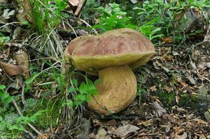 Klikni pro velký obrázek