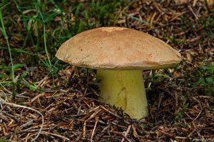 Klikni pro velký obrázek