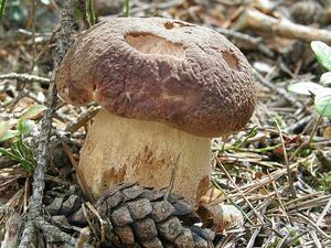 Klikni pro velký obrázek