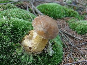 Klikni pro velký obrázek