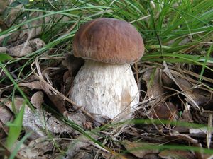 Klikni pro velký obrázek