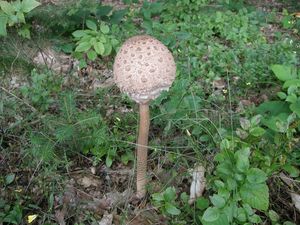 Klikni pro velký obrázek