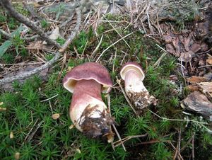 Klikni pro velký obrázek