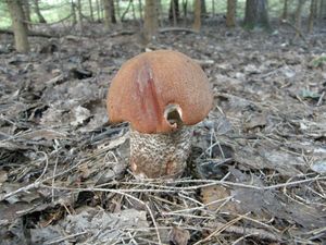 Klikni pro velký obrázek