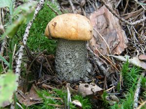 Klikni pro velký obrázek