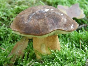 Klikni pro velký obrázek