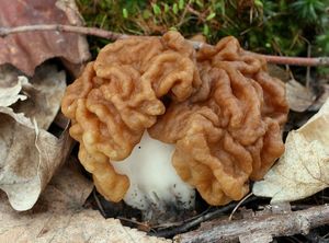 Ucháč obrovský - Gyromitra gigas (Krombh.) Cooke 1878