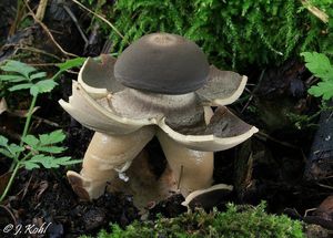 Hvězdovka klenbová - Geastrum fornicatum (Huds.) Hook. 1821