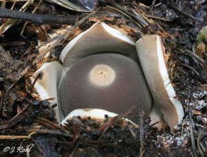 Hvězdovka klenbová - Geastrum fornicatum