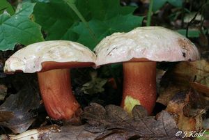 Hřib nachový - Suillellus rhodoxanthus (Krombh.) Blanco-Dios 2015