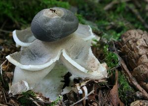 Hvězdovka klenbová - Geastrum fornicatum