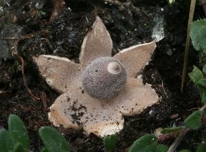 Hvězdovka maličká - Geastrum minimum