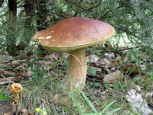 Klikni pro velký obrázek