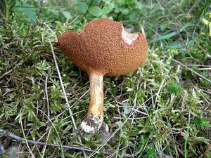 Klikni pro velký obrázek