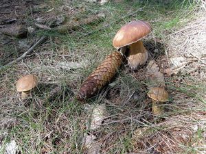 Klikni pro velký obrázek