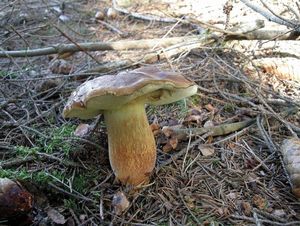 Klikni pro velký obrázek