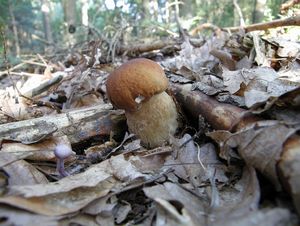 Klikni pro velký obrázek